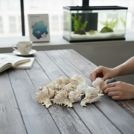 صدف بحر طبيعي